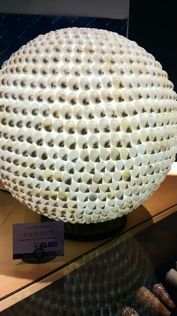 貝殻でできたランプ。4万円！