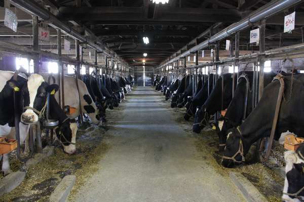 牛乳作りのため、せっせと働く牝牛さんたちいーっぱい！